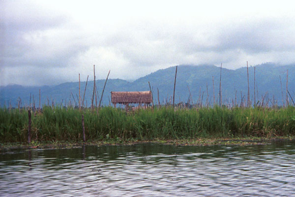 Jpeg 56K 9809Q01 Floating gardens on Lake Inle, Shan State.
