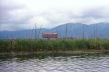 to Jpeg 56K 9809Q01 Floating gardens on Lake Inle, Shan State.