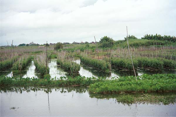 Jpeg 35K 9809Q20 Floating gardens on Lake Inle, Shan State.