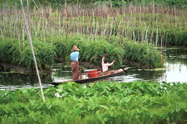 Jpeg 49 K 9809Q21 An Intha couple rowing through the floating gardens on Lake Inle, Shan State. 