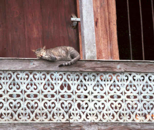 to Jpeg 41K One of the cats Nga Phe Kyaung monastery, Lake Inle, Shan State, Myanmar 9809Q11.JPG