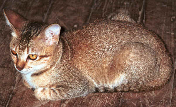 Jpeg 35K One of the cats at Nga Phe Kyaung monastery, Lake Inle, Shan State, Myanmar 9809Q12.JPG