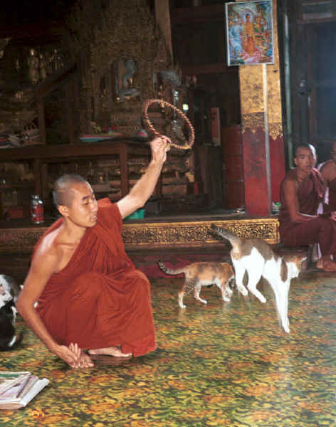 Jpeg 37K A cat jumping through a hoop for one of the monks at Nga Phe Kyaung monastery, Lake Inle, Shan State, Myanmar 9809Q15.JPG