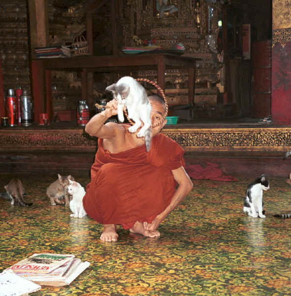 Jpeg 49K A cat jumping through a hoop for one of the monks at Nga Phe Kyaung monastery, Lake Inle, Shan State, Myanmar 9809Q16.JPG