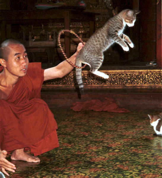 Jpeg 39K A cat jumping through a hoop for one of the monks at Nga Phe Kyaung monastery, Lake Inle, Shan State, Myanmar 9809Q18.JPG