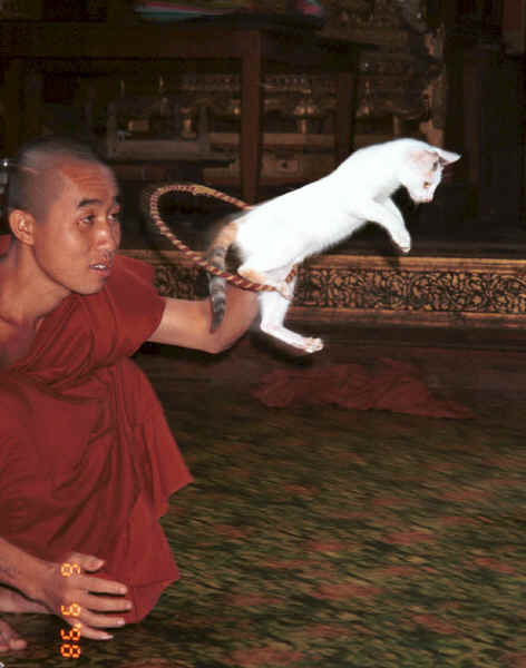 Jpeg 26K A cat jumping through a hoop for one of the monks at Nga Phe Kyaung monastery, Lake Inle, Shan State, Myanmar 9809Q19.JPG