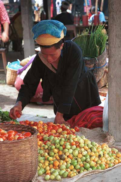 31K Jpeg 9809N19 Pa'O woman checking the tomatoes in Nampan 5-day rotating market, Lake Inle, Shan State. Note she has two towels on her head, not the usual one.