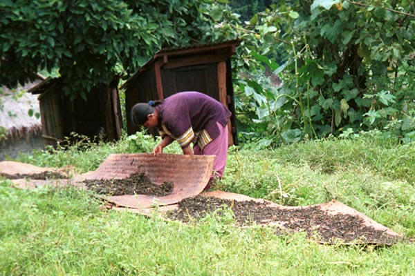 94K Jpeg Drying tea in the sun in Pein Ne Bin village, a Silver Palaung village, near Kalaw in southwestern Shan State 