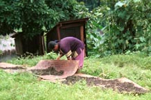 to 94K Jpeg Drying tea in the sun in Pein Ne Bin village, a Silver Palaung village, near Kalaw in southwestern Shan State 