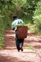 to 97K Jpeg Silver Palaung man on the track to Pein Ne Bin village near Kalaw, Shan State