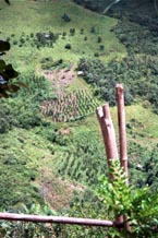 to 108K Jpeg  Looking down onto terraceswhere some tea bushes are growing during the climb up the track to Pein Ne Bin village, a Silver Palaung village, near Kalaw in southwestern Shan State.