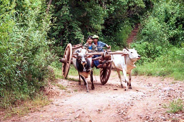 110K Jpeg A bullock cart racing down the track from Pein Ne Bin village near Kalaw, Shan state.