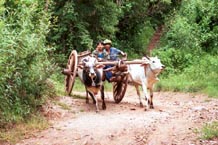 to 110K Jpeg A bullock cart racing down the track from Pein Ne Bin village near Kalaw, Shan state.