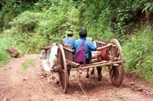 to 102 Jpeg A bullock cart racing down the track from Pein Ne Bin village near Kalaw, Shan state.