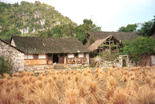 Traditional Bouyei houses set in the rice harvest landscape against a karst limestone outcrop which provides the stone building material - Bi Ke village, Mi Gu township, Zhenfeng county, Guizhou province 0010r27.jpg