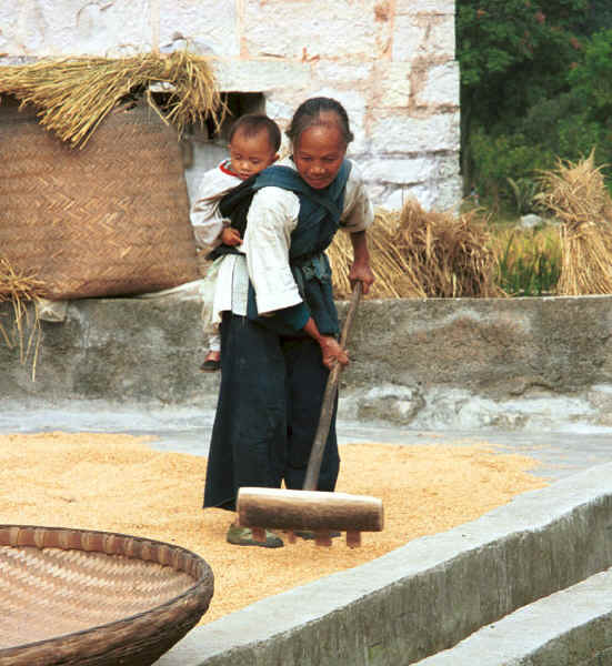 Bouyei grandmother raking out the drying rice in front of the family house with her grandchild on her back asleep - Bi Ke village, Mi Gu township, Zhenfeng county, Guizhou province 0010r28.jpg