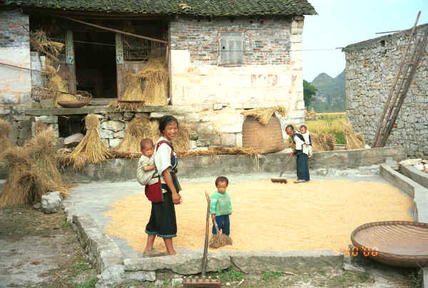 Three generations of a Bouyei family raking the drying rice outside their home in Bi Ke village, Mi Gu township, Zhenfeng county, Guizhou province 0010r30.jpg