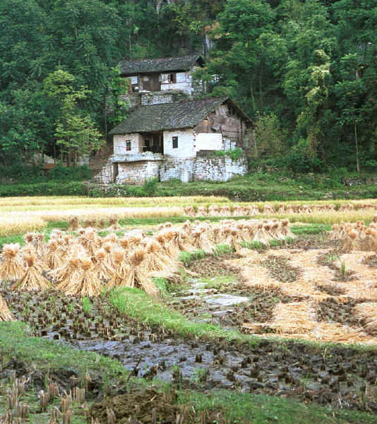 Bouyei stone houses - Bi Ke village, Mi Gu township, Zhenfeng county, Guizhou province 0010s03.jpg