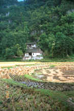 Jpeg 61K Bouyei stone houses - Bi Ke village, Mi Gu township, Zhenfeng county, Guizhou province 0010s03.jpg