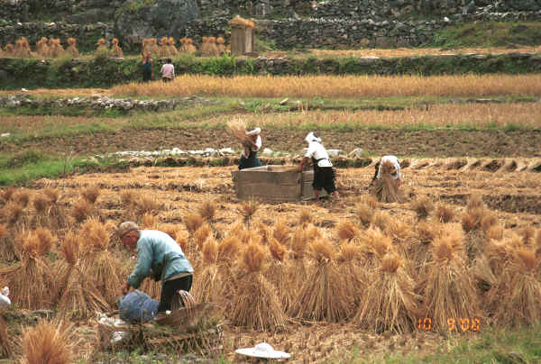 Bouyei harvesting the rice - Bi Ke village, Mi Gu township, Zhenfeng county, Guizhou province 0010t11.jpg