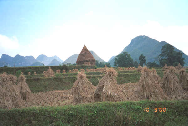 Harvest scene near Bi Ke village, Mi Gu township, Zhenfeng county, Guizhou province 0010t13.jpg