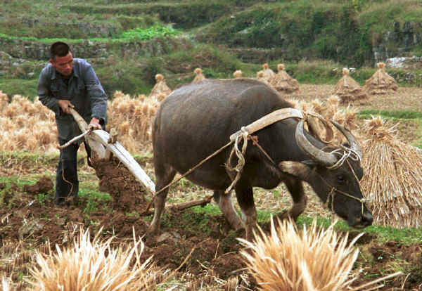 Ploughing the fields after the rice harvest near Dai Lo village, Shi Zi township, Ping Ba county, Guizhou county 0010z13.jpg