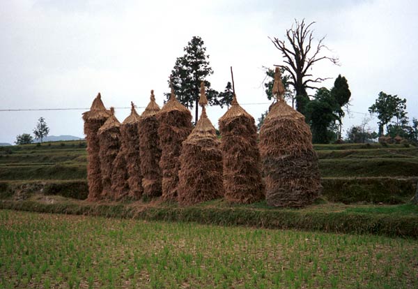 Jpeg 48K 0110D12  Hay stacks of rice stalks in Gan He village, Ya Rong township, Huishui county, Guizhou province, south-west China. The people living in this village are known as Qing Miao. There has been much intermarriage between Miao and Bouyei which is evident from the costume of the women. 