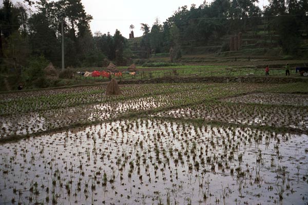 Jpeg 59K  0110E10 Water from heavy rainfall standing in the rice fields after the harvest in Gan He village, Ya Rong township, Huishui county, Guizhou province, south-west China. The people living in this village are known as Qing Miao. There has been considerable intermarriage between Miao and Bouyei and the costume is very mixed. 