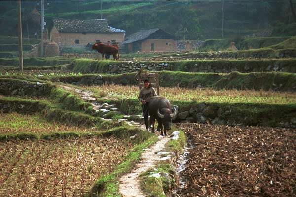 Jpeg 50K  0110E27 Ploughing up the rice stubble in the fields around Gan He village, Ya Rong township, Huishui county, Guizhou province. This is a Qing Miao (or Bouyei/Miao) village as there has been much intermarriage and the costume is very mixed). 