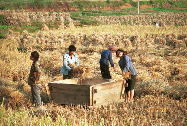 Threshing the rice outside the village, Pao Ma Cheng village, Teng Jiao township, Xingren country, Guizhou province 0010o22.jpg