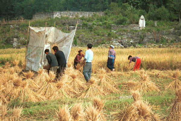 Past the rice fields to Sha Jiao village, Wan Teng township, Xingyi metropolitan area, Guizhou province 0010l03.jpg