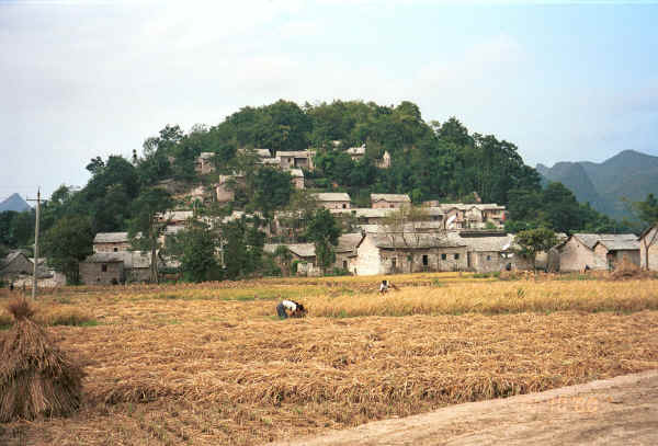 Harvesting the rice as we approach Shitou village, Huanggousu township, Zhen Nin county, Guizhou province 0010t27.jpg