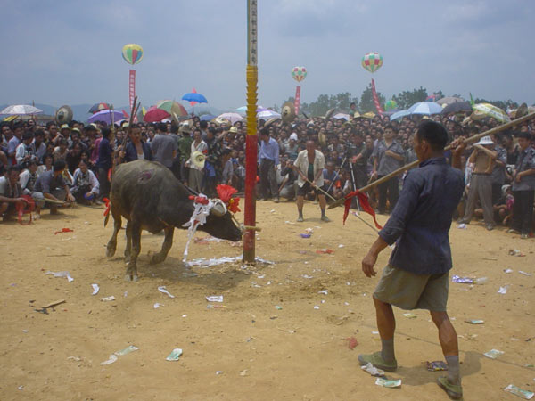 Jpeg 57K Festival in Songtao Miao Autonomous County, Tongren Prefecture, Eastern Guizhou Province, 8 August, 2003.