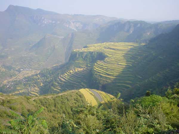 32K Jpeg Looking down onto the narrow terraced slopes in Songtao Miao Autonomous County, Tongren Prefecture, eastern Guizhou Province.