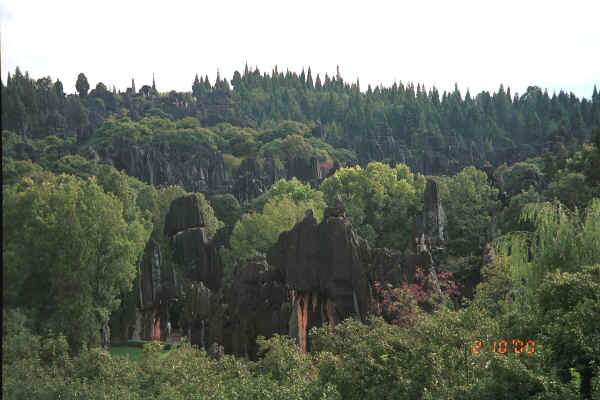 The jagged points of the karst limestone against the sharp silhouette of the trees - Stone Forest, Shilin, Stone Forest county, Yunnan province 0010b13.jpg