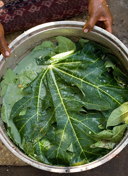 pot containing yarn mixed with mordant ingredients for Morinda (papaya leaf, candlenut, loba leaf), to be heated up on the fire, Watublapi