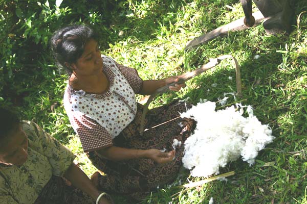 58K Jpeg 0181 Carding cotton - one of the weavers of Watublapi, Flores, who use homegrown cotton and natural dyes for their weaving, showing their traditional weaving skills (2004)