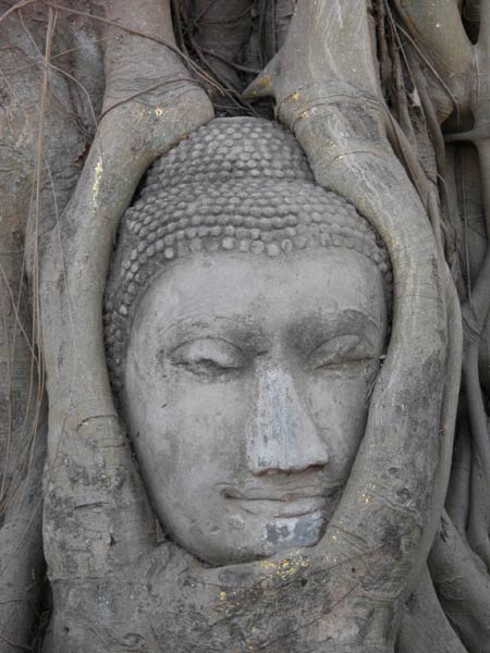 Jpeg 46K Head of a statue of a Buddha (Burmese style) embraced by tree roots 3162