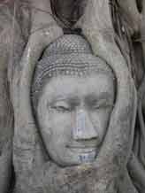 to Jpeg 46K Head of a statue of a Buddha (Burmese style) embraced by tree roots 31627