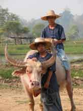 to Jpeg 48K Thai couple with water buffallo  3268