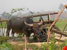 to Jpeg 50K 3271 Water buffalo against water wheel