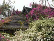 to Jpeg 62K An old teak house almost covered in bourganvillea on Doi Inthanon 3391