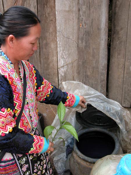 Jpeg 59K  White Hmong woman in Ban Pha-nok-kok village wearing traditional festival costume uncovering an indigo dye pot and holding a branch of an indigo plant  3445