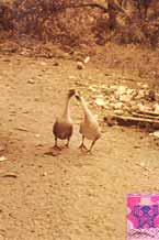 to ss22 Jpeg 52K Yes, I did photograph geese kissing 