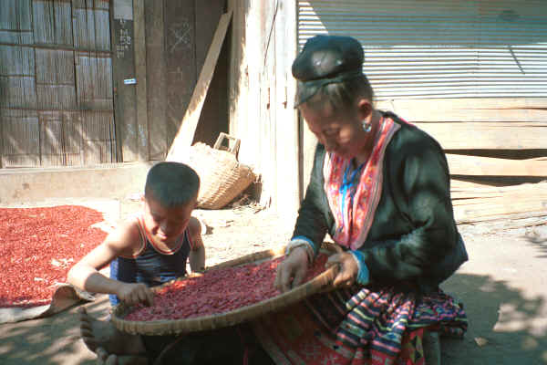 Blue Hmong woman and boy sorting red beans at a village along the road between Chiang Mai and Fang 8812n36