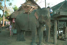 to Jpeg 29K  An elephant and his mahout at a Karen village at a Sgaw Karen village along the Mae Kok river between Tha Thon and Chiang Rai in northern Thailand 8812p03.jpg