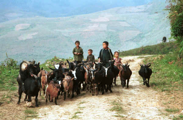 Jpeg 32K Black Hmong children herding the goats in the hills around Sa Pa, Lao Cai Province 9510I35.JPG