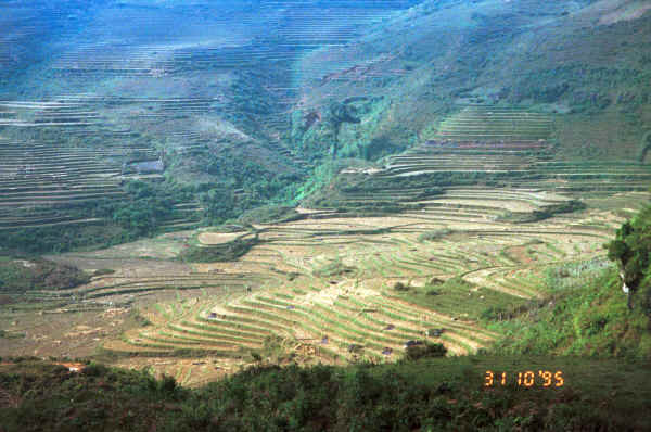 Jpeg 37K Looking down onto the terraced fields with the rice harvest at the lower levels in the hills around Sa Pa, Lao Cai Province 9510J06.JPG