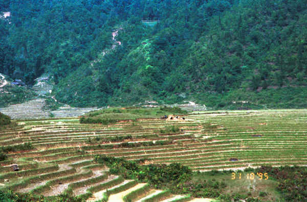 Jpeg 42K The terraced rice fields worked by the Black Hmong in the hills around Sa Pa, Lao Cai Province 9510K19.JPG