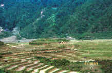 to Jpeg 42K The terraced rice fields worked by the Black Hmong in the hills around Sa Pa, Lao Cai Province 9510K19.JPG